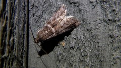 Acrobasis tricolorella