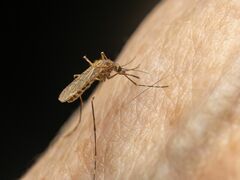 Coquillettidia perturbans