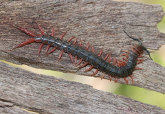 Cormocephalus