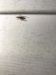 Phyllopalpus pulchellus