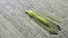 Chrysopa nigricornis