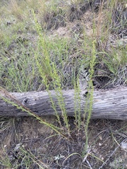 Artemisia campestris