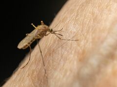 Coquillettidia perturbans