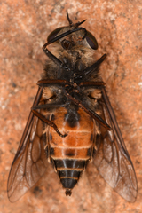 Hybomitra
