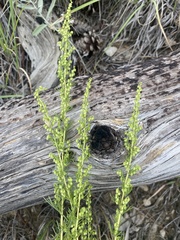 Artemisia campestris