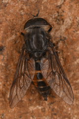Hybomitra