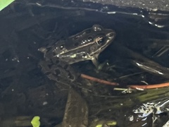 Lithobates pipiens
