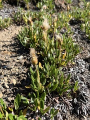 Dryas hookeriana