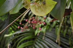 Vincetoxicum hirsutum