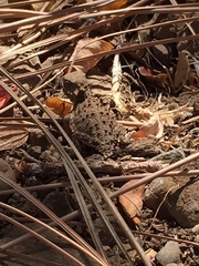 Phrynosoma blainvillii