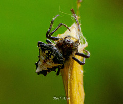 Verrucosa meridionalis