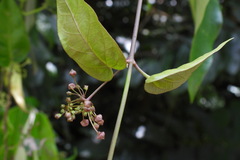 Vincetoxicum hirsutum