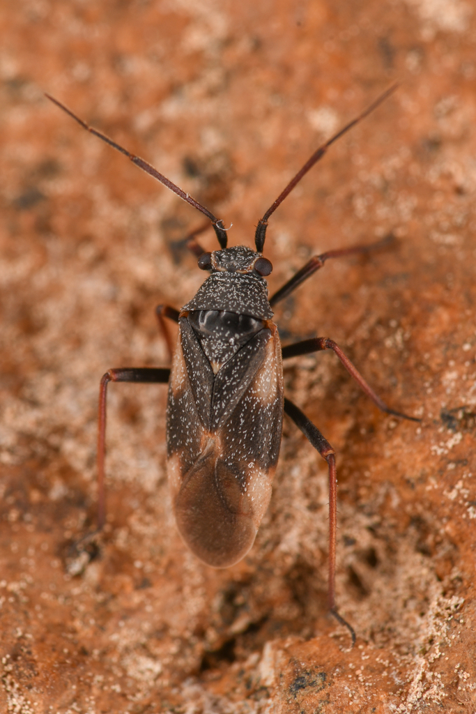 Labops verae