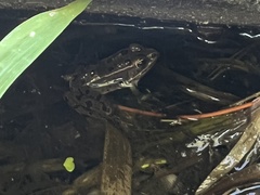 Lithobates pipiens