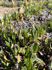 Dryas hookeriana