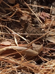 Phrynosoma blainvillii