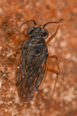 Saldidae
