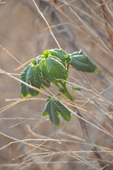 Cnidoscolus aconitifolius