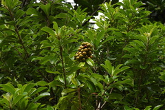 Pittosporum pentandrum