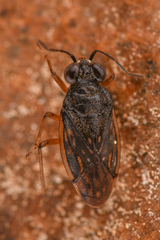 Saldidae