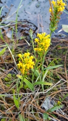 Platanthera cristata
