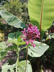 Epidendrum arachnoglossum