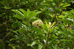 Pittosporum pentandrum