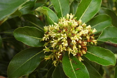Pittosporum pentandrum