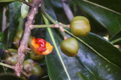 Pittosporum pentandrum
