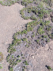 Dryas hookeriana
