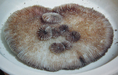 Lobactis scutaria