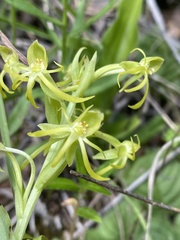 Habenaria novemfida