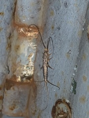 Lepismatidae