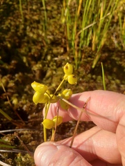 Scheuchzeria palustris