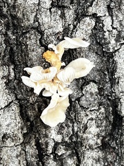 Favolus brasiliensis