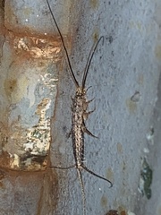 Lepismatidae
