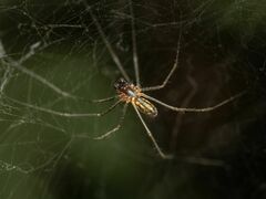 Linyphiidae