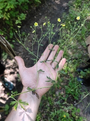 Potentilla collina