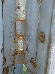 Lepismatidae