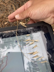 Bromus