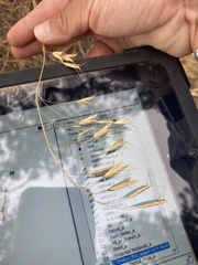 Bromus