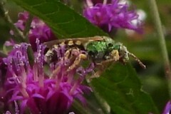Agapostemon virescens