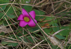 Oxalis purpurea