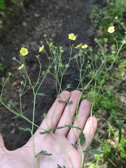 Potentilla collina