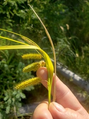 Carex pseudocyperus