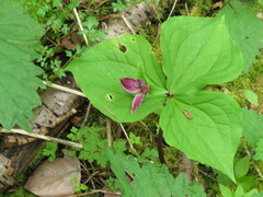 Trillium ovatum