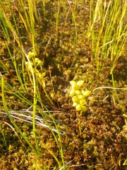 Scheuchzeria palustris