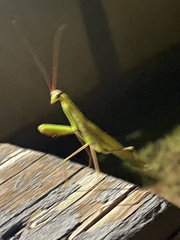 Schizomantodea