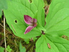 Trillium ovatum