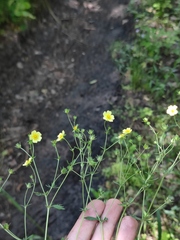 Potentilla collina